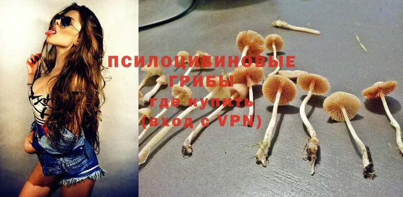 Галлюциногенные грибы Cubensis  Полысаево 